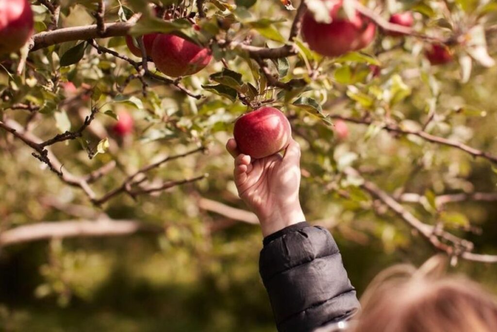 Apple Picking at Sharon Orchards Farm